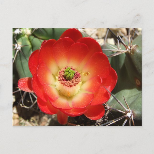 Postal Claret Cup Cactus Blossom (Anverso)
