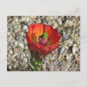Postal Claret Cup Hedgehog Cactus Bloom