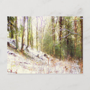 Postal Claro Sunlit #2 del bosque Nevado