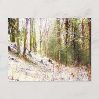 Postal Claro Sunlit #2 del bosque Nevado