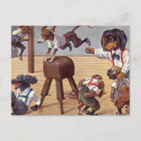 Clase de gimnasia para perros