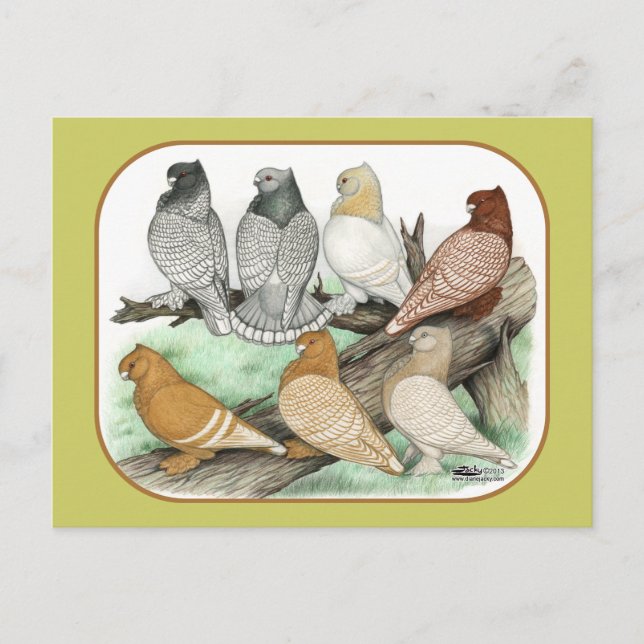 Postal Clásico Frill Pigeons Blondinettes (Anverso)