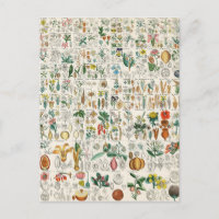 Clasificaciones de plantas violetas y de amapola