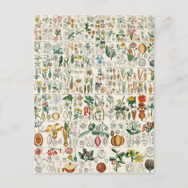 Postal Clasificaciones de plantas violetas y de amapola (Anverso)