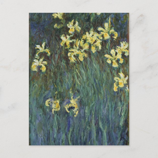 Postal Claude Monet - Lirios amarillos (Anverso)