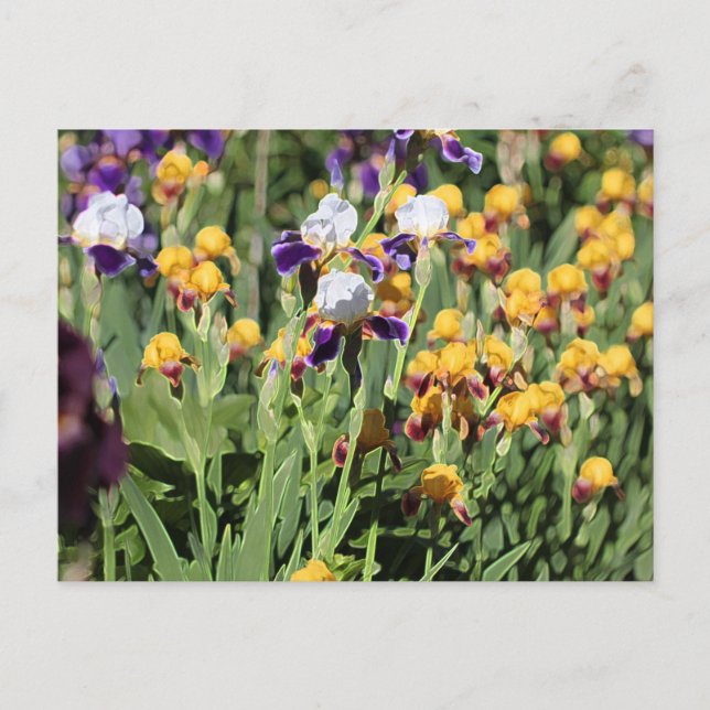 Postal Claude Monet Tipo Elegante Jardín Iris (Anverso)