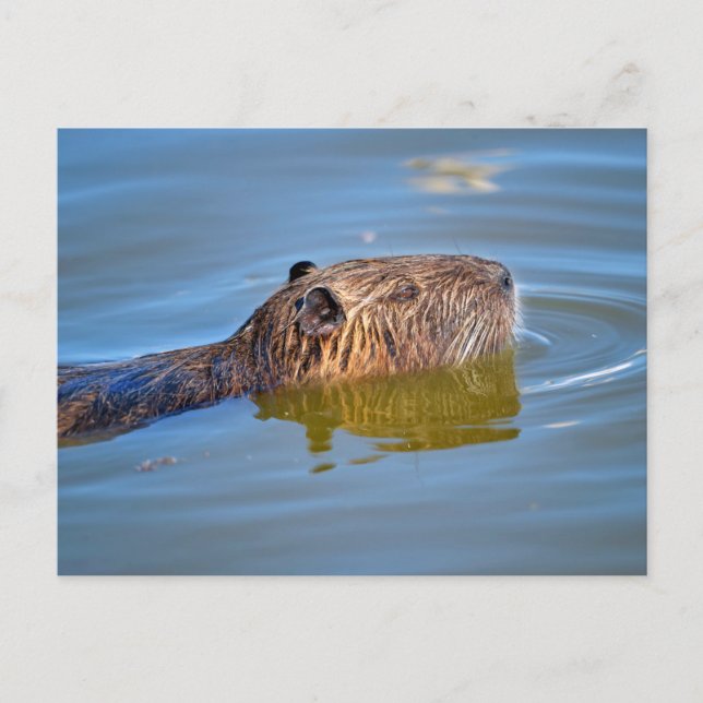 Postal Clausurar la natación de coypu en el estanque (Anverso)