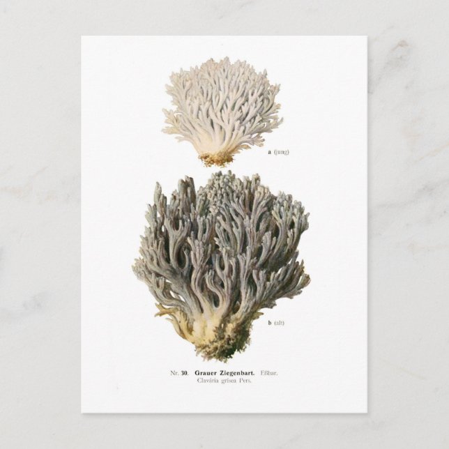 Postal Clavaria grisea (Anverso)