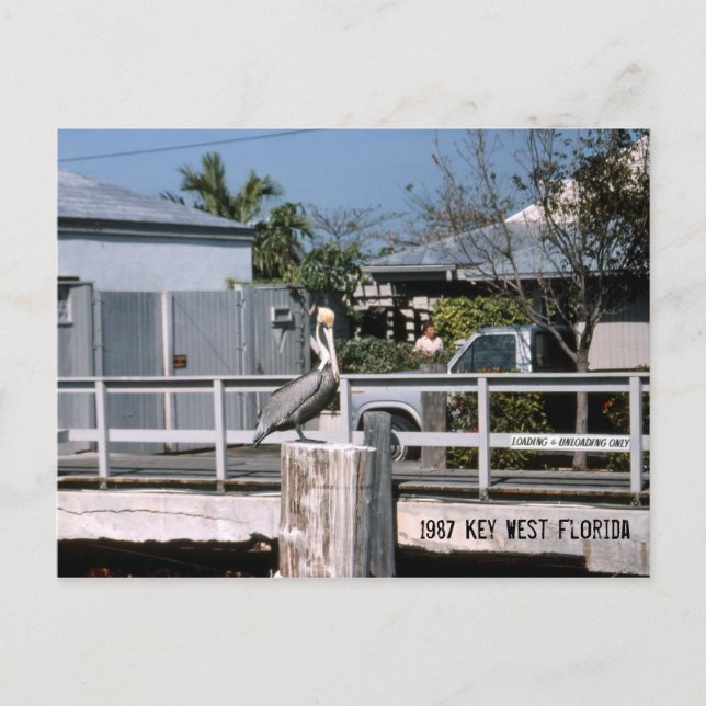 Postal Clave Pelicana Florida Occidental 1987 (Anverso)