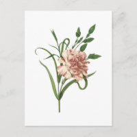 clavel (Dianthus caryophyllus) de Redouté