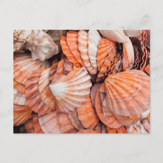 Postal Claves de Florida, Key West, conchas marinas (Anverso)