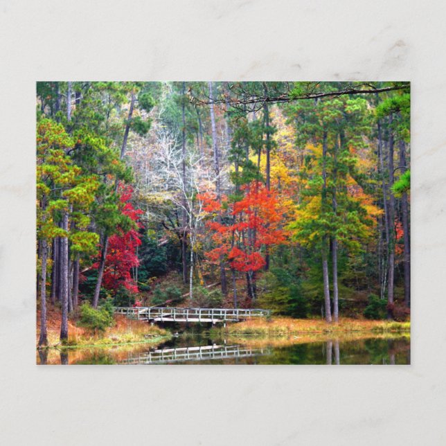 Postal Clear Springs - Bosque Nacional Homochitto (Anverso)