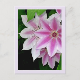 Postal Clematis