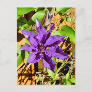 POSTAL CLEMATIS