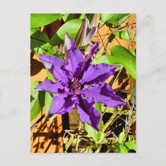 POSTAL CLEMATIS (Anverso)