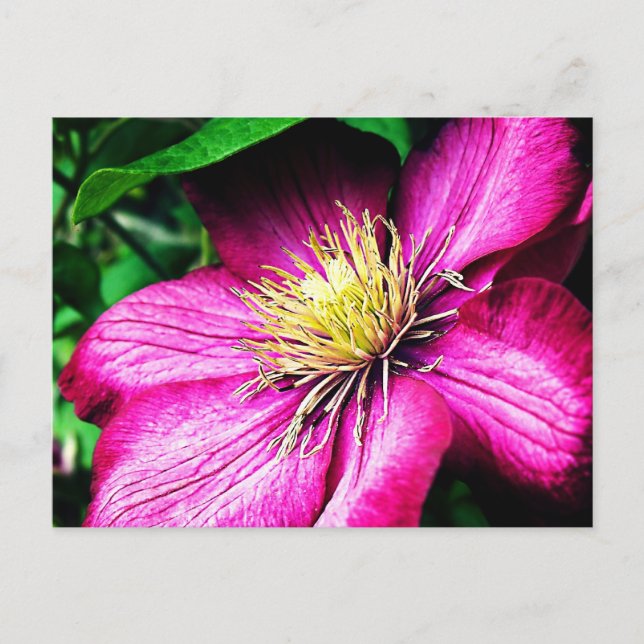 Postal Clematis (Anverso)