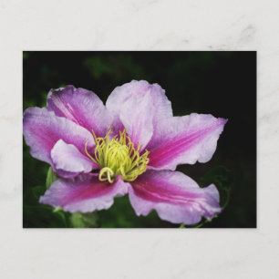 Postal Clematis