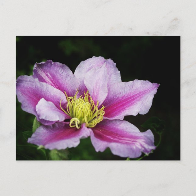 Postal Clematis (Anverso)