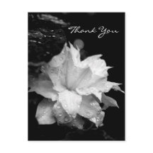 Clematis 2a Floral BW Photo Sympathy Gracias