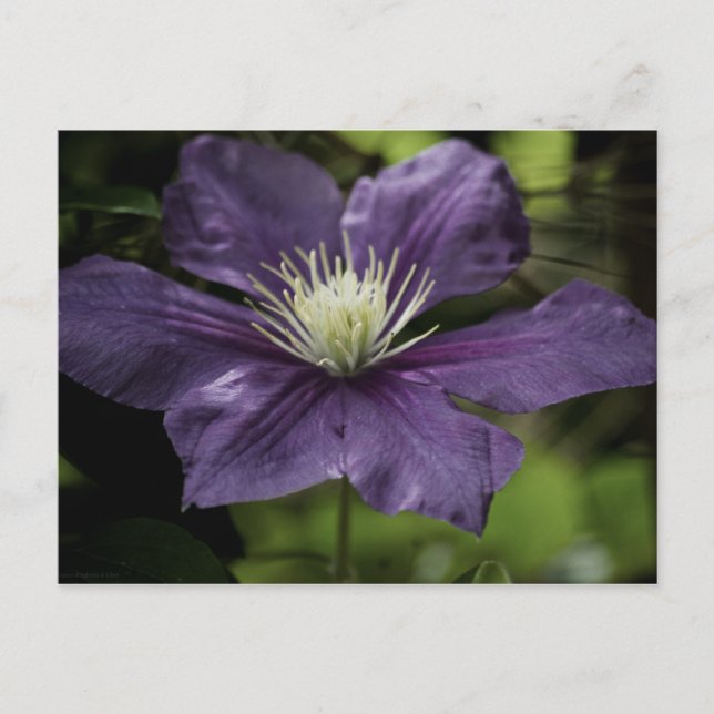 Postal Clematis 8510 (Anverso)