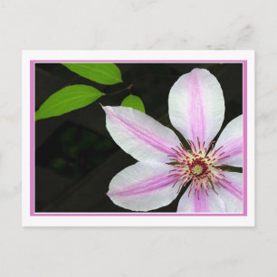 Postal Clematis Con Hojas