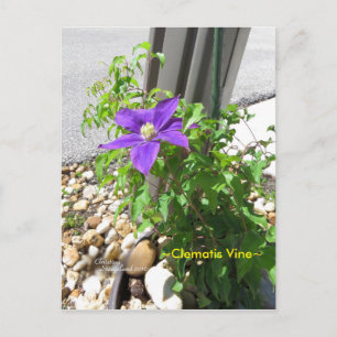Postal Clematis de Flores púrpuras púrpura de Spie