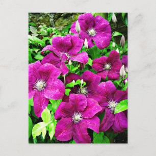 Postal Clematis Flowers