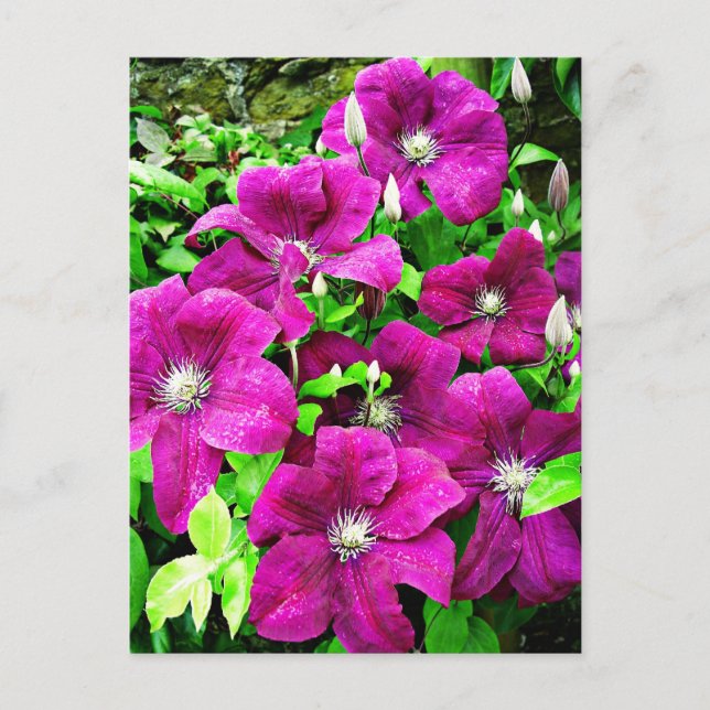 Postal Clematis Flowers (Anverso)