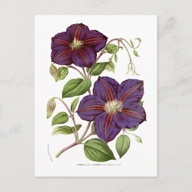 Postal Clematis jackmani (Anverso)