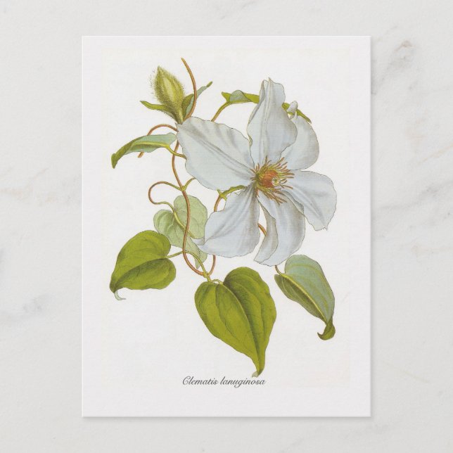 Postal Clematis lanuginosa (Anverso)