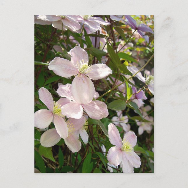 Postal Clematis Montana (Anverso)