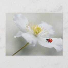 Postal Clematis montana con ladybird