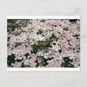 Postal Clematis montana Mayleen