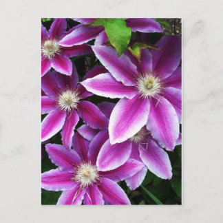 Postal Clematis n° 1