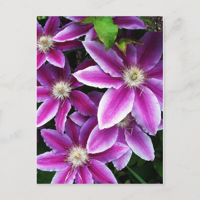 Postal Clematis n° 1 (Anverso)