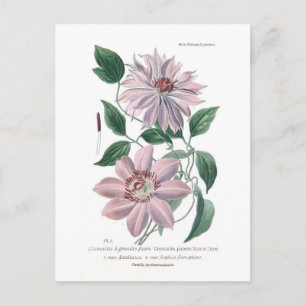 Postal Clematis patens
