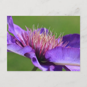 Postal Clematis Postcard