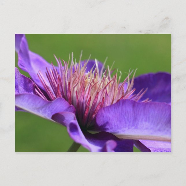 Postal Clematis Postcard (Anverso)