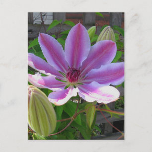 Postal Clematis Postcard