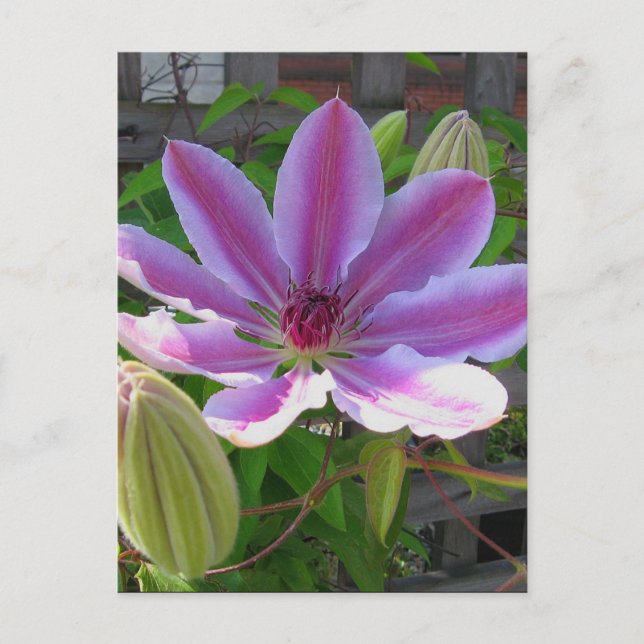 Postal Clematis Postcard (Anverso)