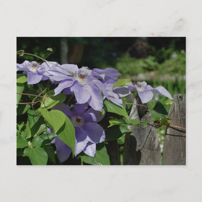 Postal Clematis Púrpura Sobre La Flor De La Cercada (Anverso)
