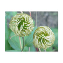 Clematis Seed Head