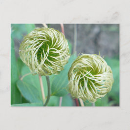 Postal Clematis Seed Head