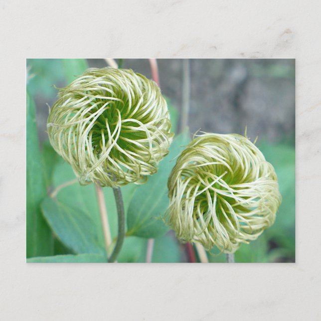 Postal Clematis Seed Head (Anverso)
