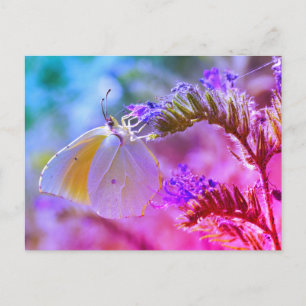 Postal Cleopatra mariposa alimentándose de la flor