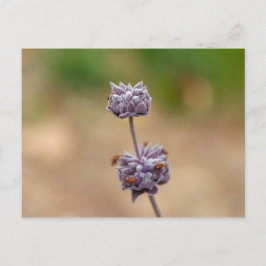 Postal Cleveland Sage