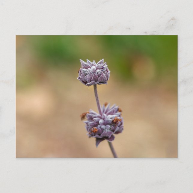 Postal Cleveland Sage (Anverso)