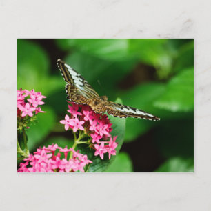 Postal Clipper en Pentas 2 Postcard