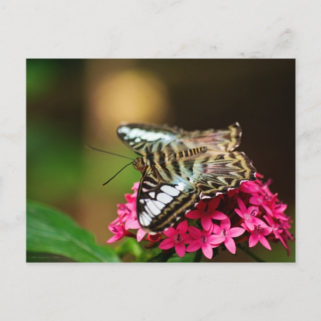 Postal Clipper en Pentas 3 Postcard (Anverso)