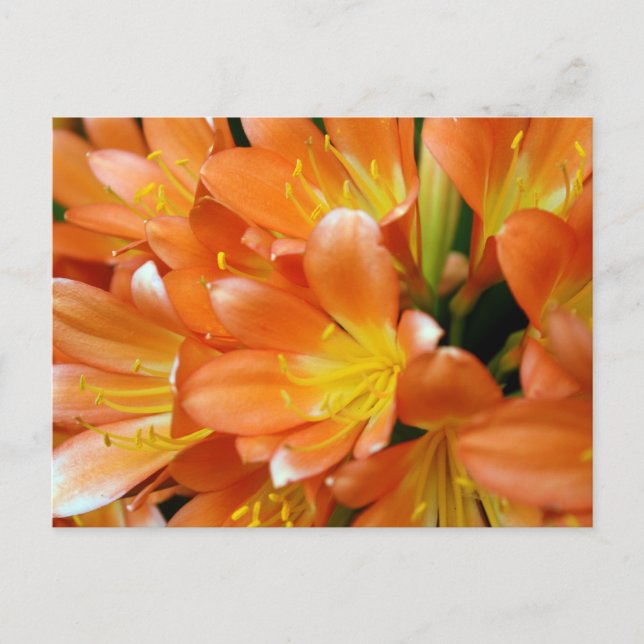 Postal Clivia Miniata (Anverso)